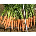 CA03 Hongguan mid maturity Chinese hybrid carrot seeds for planting
